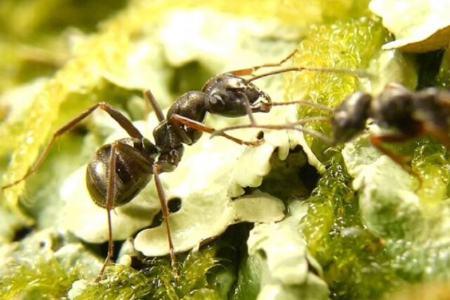 گونه‌ای از مورچه ها می‌توانند سلول‌های سرطانی را با بو کشیدن شناسایی کنند